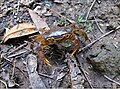 The western shores are home to the crustacean P. isimangaliso