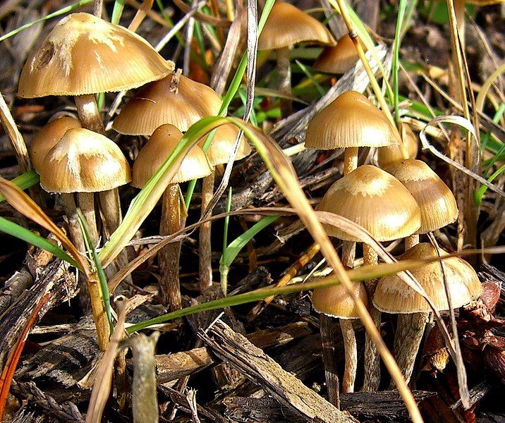 File:Psilocybe cyanofibrillosa.jpg