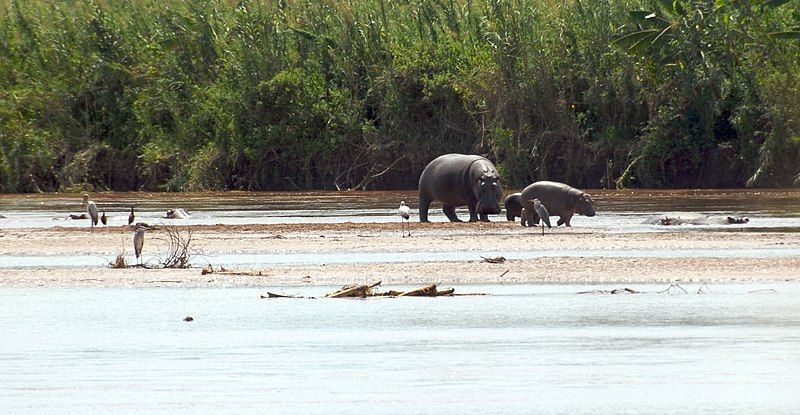 File:Rusizi NP hippopotamus.jpg