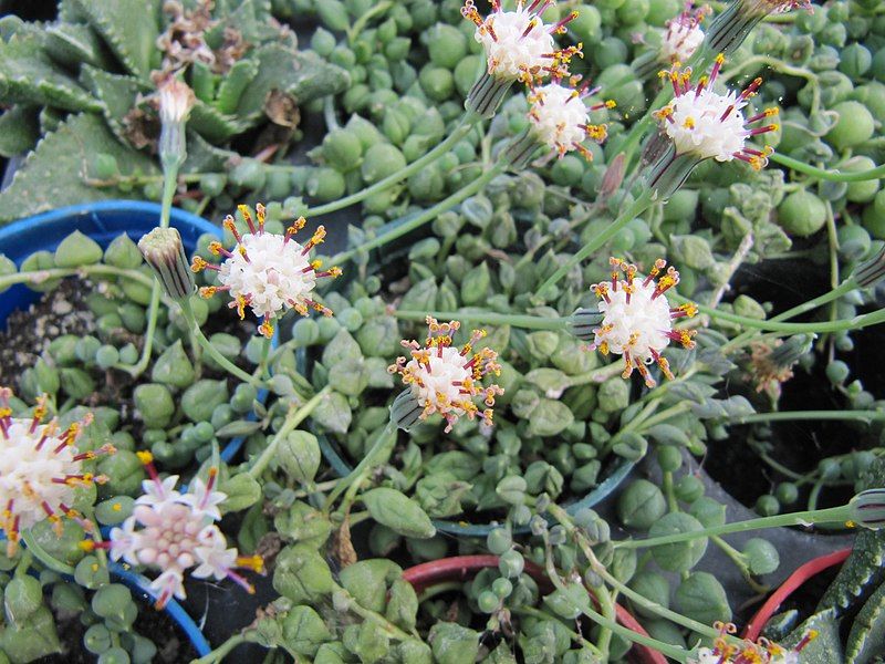 File:Senecio rowleyanus (4256691275).jpg