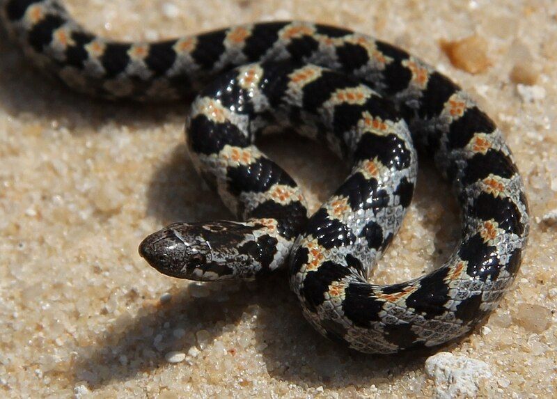 File:Short-tailed Snake.JPG