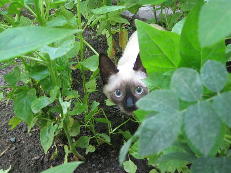 File:Siamese kitten.jpg