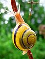 White-lipped snail