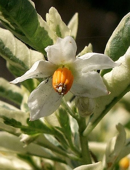 File:Solanum pseudocapsicum3.jpg