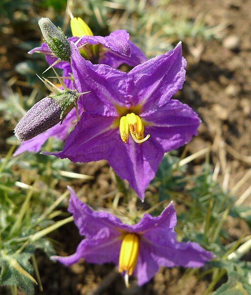 File:Solanum virginianum (8245207906).jpg