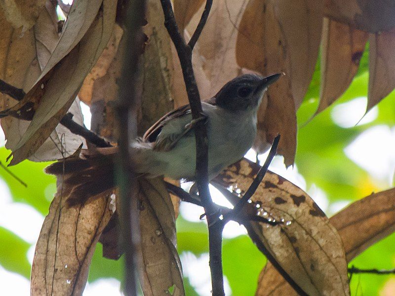 File:Sooty-capped Babbler (14182481112).jpg