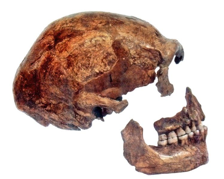 File:Spy Skull.jpg