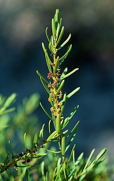 File:Stachystemon axillaris.jpg