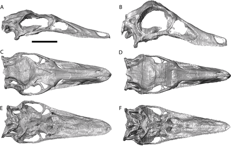 File:Struthiomimus skull reconstruction.png