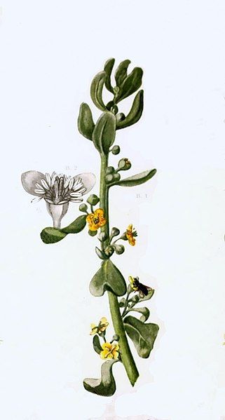 File:Tetragonia fruticosa00a.jpg