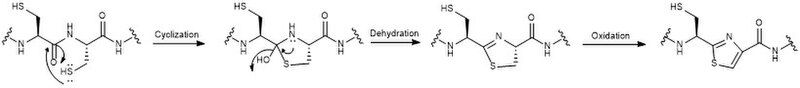 File:Thiazole formation1.jpg