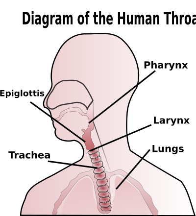 File:Throat Diagram.svg