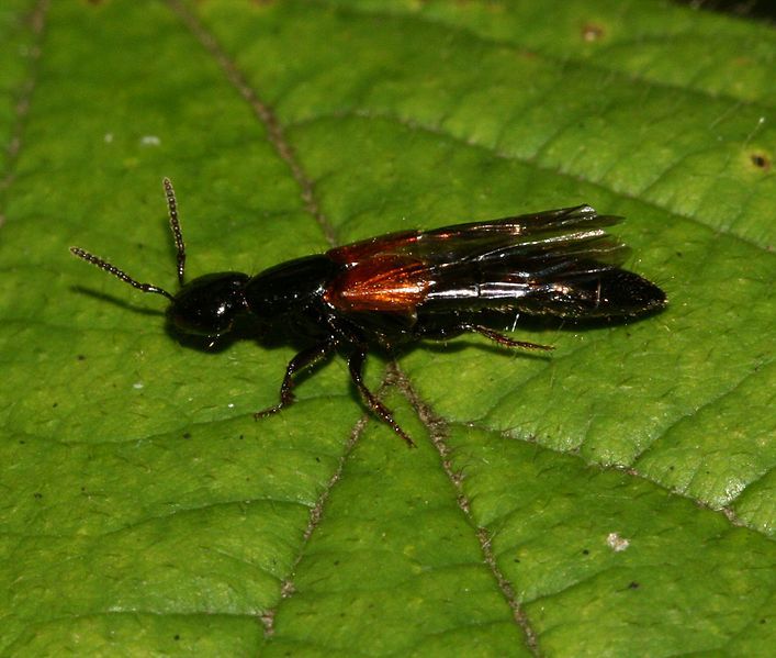 File:Xantholinus glabratus 2.jpg