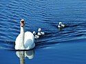 Mute swans swimming on the Federsee in Upper Swabia