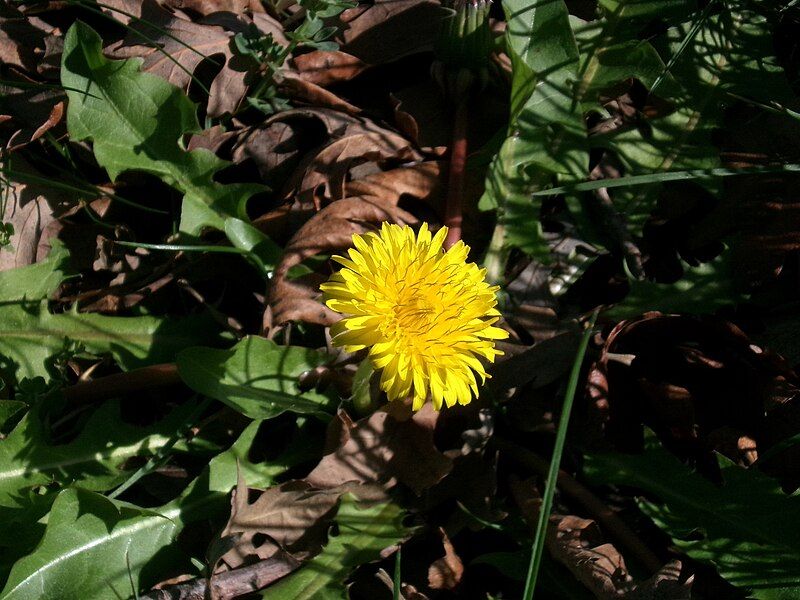 File:1Dandelion.jpg