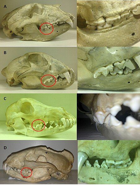 File:ABCD Carnassial teeth.jpg