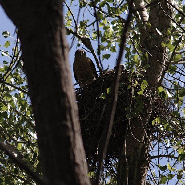 File:Accipiter cooperii nest.jpg