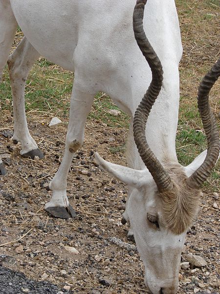 File:Addax4.jpg