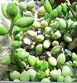 Adromischus mammillaris