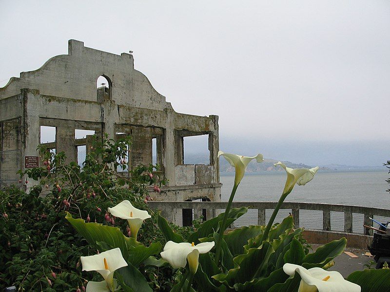 File:Alcatraz Island Flowers.jpg