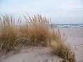 American Marram Grass dunes with Lake Michigan in background within Kohler-Andrae State Park