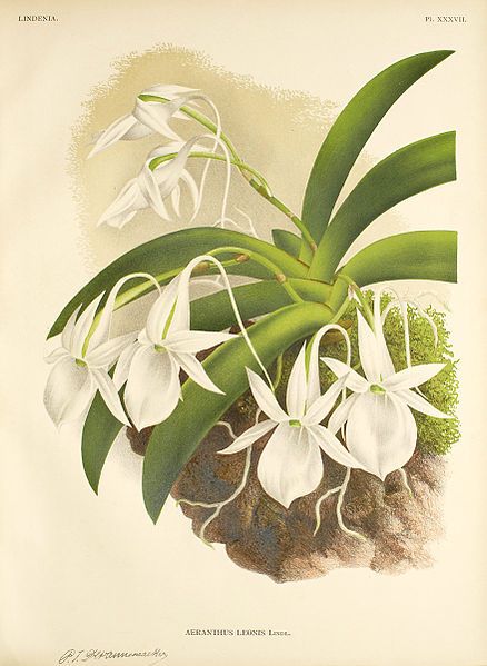 File:Angraecum leonis.jpg