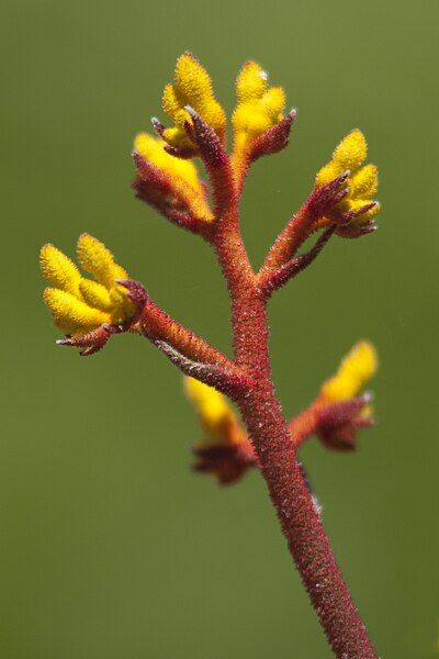 File:Anigozanthos Orange Cross.jpg