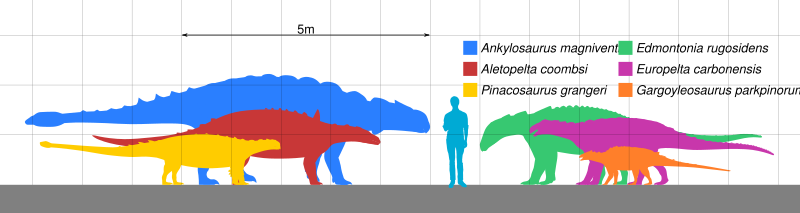 File:Ankylosauria Scale.svg