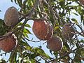 Annona tree, Mérida, Yucatán, Mexico