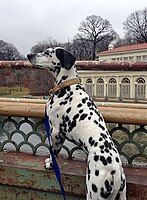 Dalmatian