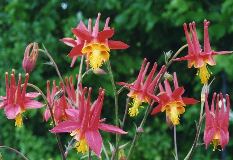 File:Aquilegia skinneri.jpg