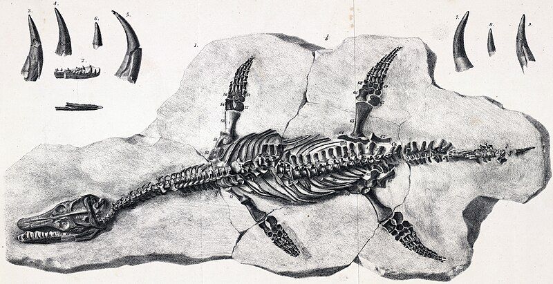 File:Archaeonectrus.jpg