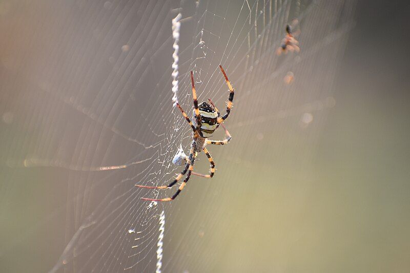 File:Argiope pulchella preying.jpg