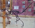 Bambiraptor skeleton