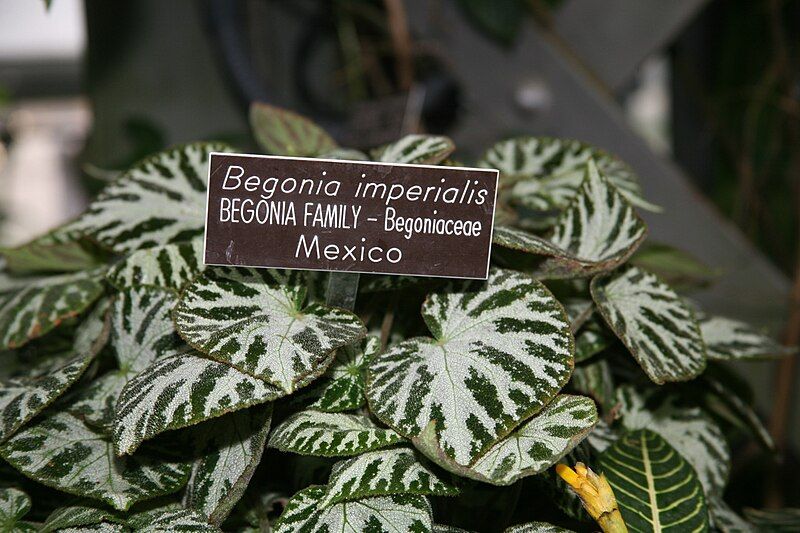 File:Begonia imperialis (3073317304).jpg