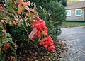 Berberis aggregata fruit