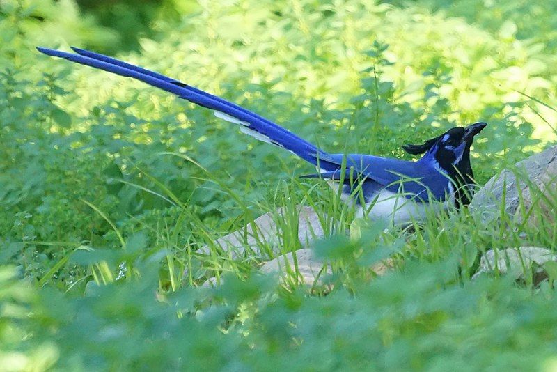 File:Black-throated magpie-jay (16118421149).jpg