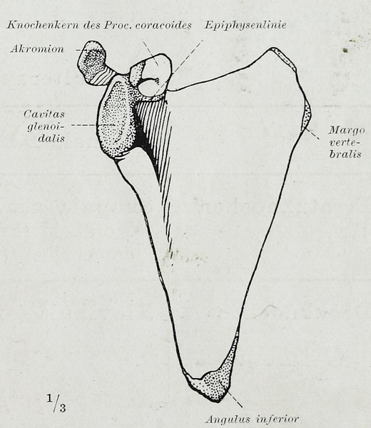 File:Braus 1921 123.png