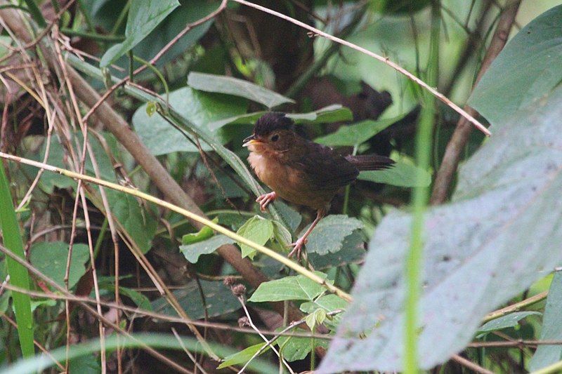 File:Brown-capped Babbler.jpg