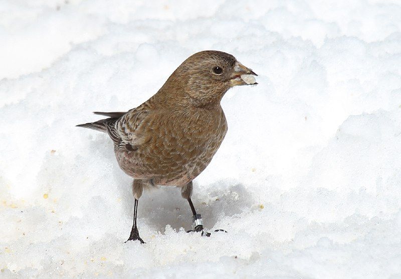 File:Brown-capped Rosy-finch.jpg