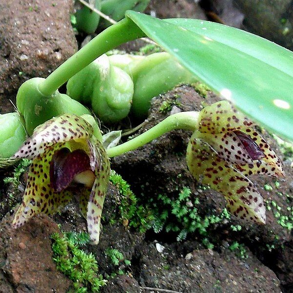 File:Bulbophyllum leopardinum-2-bsi-yercaud-salem-India (cropped).JPG