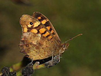 Speckled Wood