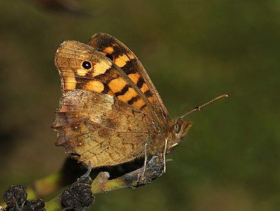 Speckled Wood, by Alvesgaspar