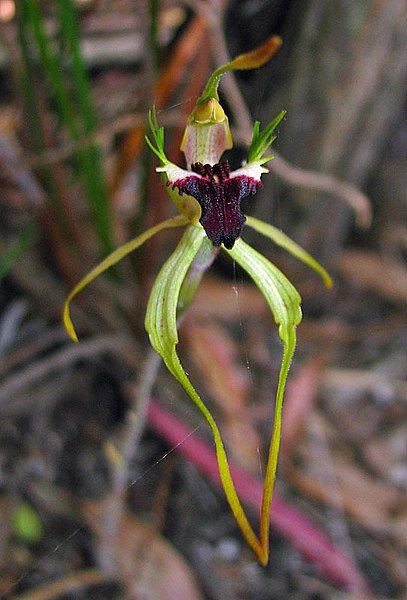 File:Caladenia dilatata.jpg