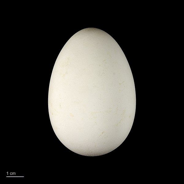 File:Calonectris diomedea MHNT.ZOO.2010.11.41.6.jpg