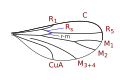 Catochini wing veins