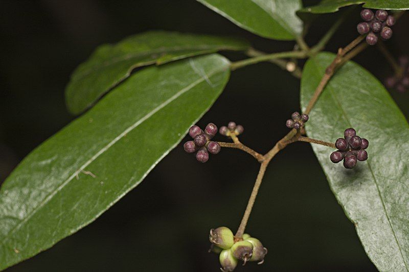 File:Cephalaralia cephalobotrys.jpg