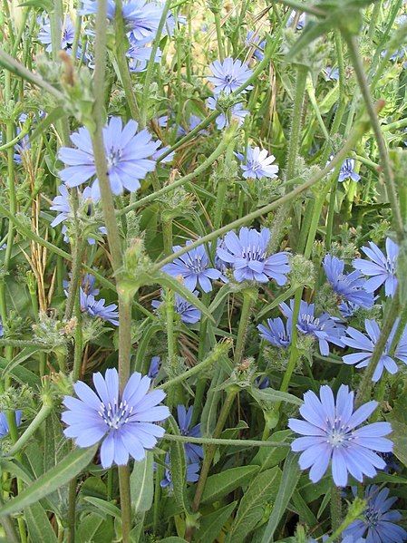 File:Cichorium pumilum.jpg