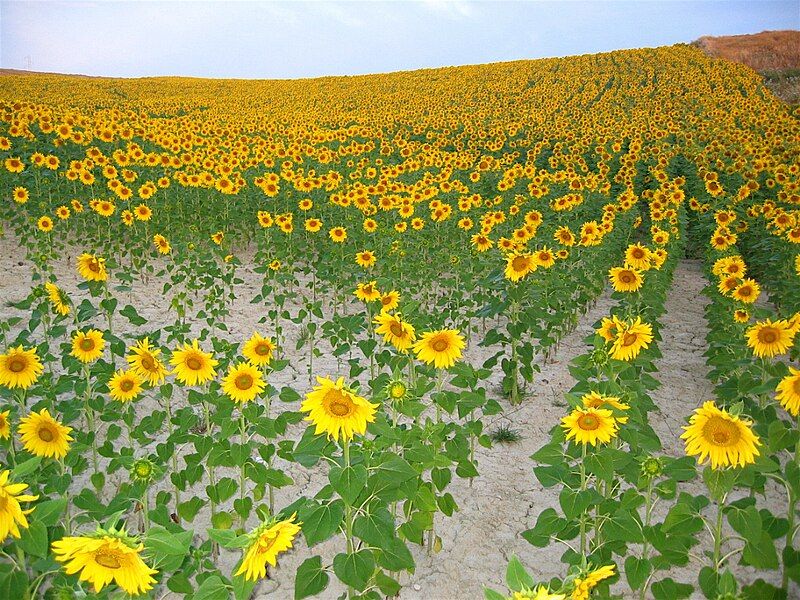 File:Cizur Menor-sunflowers-chanceprojects.jpg