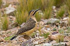 Andean flicker